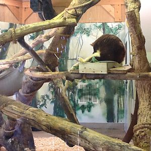Franklin Park Zoo - Tree Kangaroo