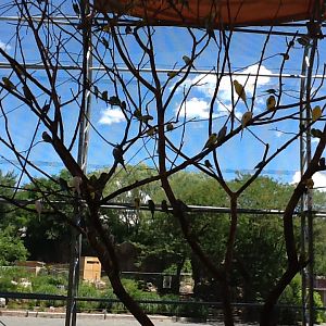 Franklin Park Zoo - Budgerigars