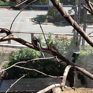 Franklin Park Zoo - Cockatiels