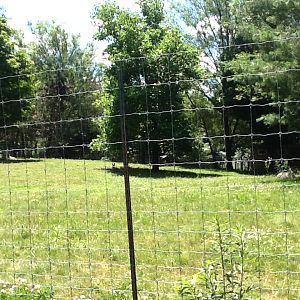 Franklin Park Zoo - Emus and Red Kangaroos