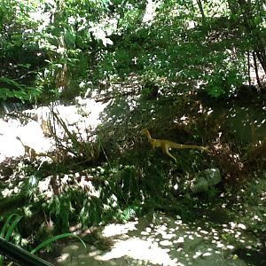 Franklin Park Zoo - Compsognathus