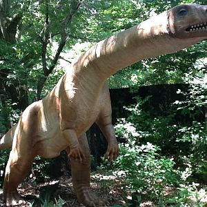 Franklin Park Zoo - Massospondylus