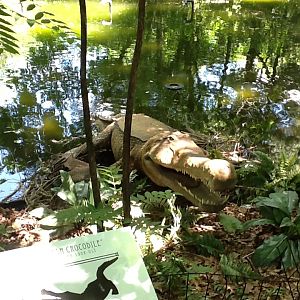 Franklin Park Zoo - Sarcosuchus