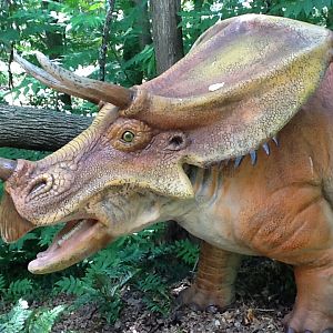 Franklin Park Zoo - Chasmosaurus