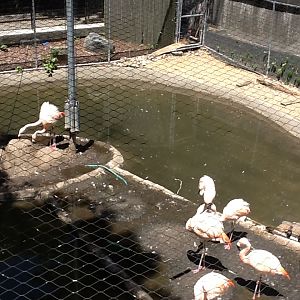Franklin Park Zoo - Chilean Flamingoes