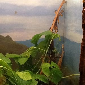 Franklin Park Zoo - Stick Insects