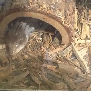 Franklin Park Zoo - Blue-Tongued Skink
