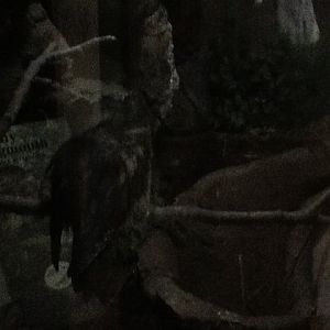 Franklin Park Zoo - Tawny Frogmouth