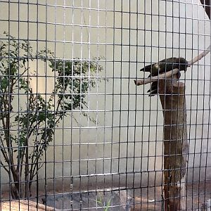 Franklin Park Zoo - Kea