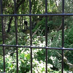Franklin Park Zoo - Andean Condor