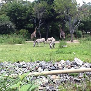 Franklin Park Zoo - Giraffes and Grevy's Zebras