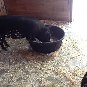Franklin Park Zoo - Guinea Hogs