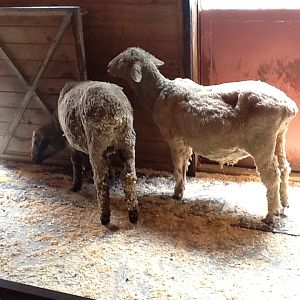 Franklin Park Zoo - Sheep