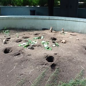 Franklin Park Zoo - Prairie Dogs