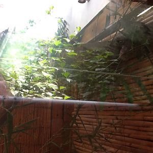 Franklin Park Zoo - Prehensile-Tailed Skink