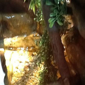 Franklin Park Zoo - Vietnamese Mossy Frog