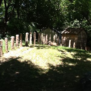 Franklin Park Zoo - African Spurred Tortoise