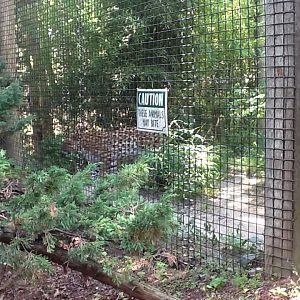 Franklin Park Zoo - Amur Leopard