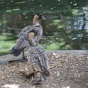 Ne-ne/ Branta sandvicensis