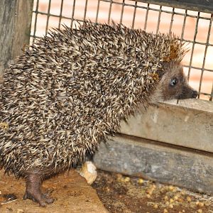 Eastern European hedgehog/ Erinaceus concolor