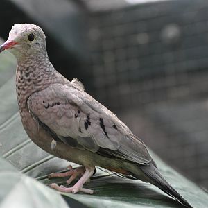 Scaly-breasted ground dove/ Columbina passerina