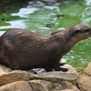 Oriental small-clawed otter/ Amblonyx cinereus