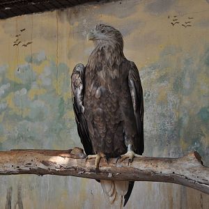 White-tailed sea eagle/ Haliaeetus albicilla