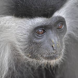 Angolan colobus/ Colobus angolensis angolensis