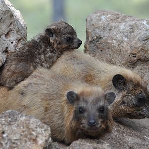 Rock hyrax/ Procavia capensis syriaca