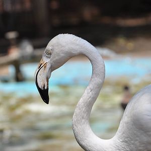 Greater flamingo/ Phoenicopterus ruber roseus