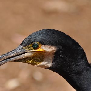 Great cormorant/ Phalacrocorax carbo sinensis