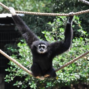 Lar gibbon/ Hylobates lar