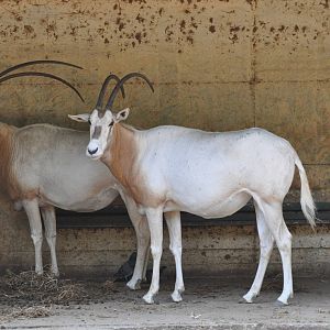 Scimitar-horned oryx/ Oryx dammah