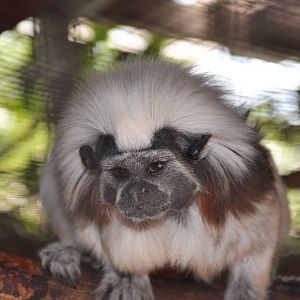Cotton-top tamarin/ Saguinus oedipus