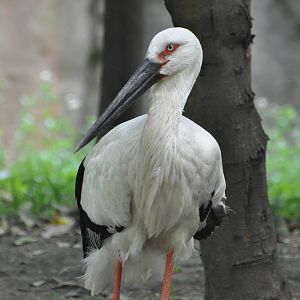 Oriental white stork/ Ciconia boyciana