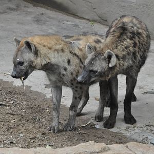 Spotted hyena/ Crocuta crocuta