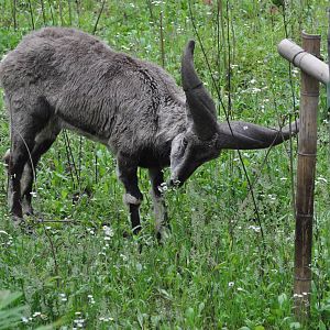 Chinese bharal/ Pseudois nayaur szechuanensis