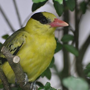 Black-naped oriole/ Oriolus chinensis
