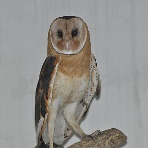 Common barn owl/ Tyto longimembris chinensis