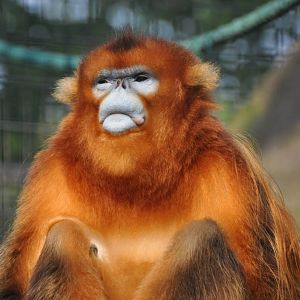 Chinese snub-nosed monkey/ Rhinopithecus roxellana