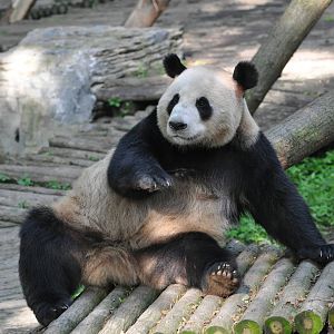 Giant panda/ Ailuropoda melanoleuca