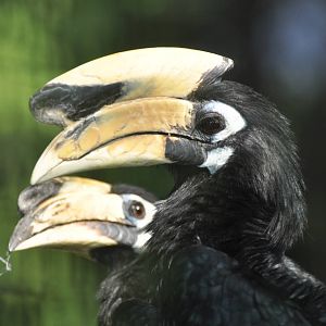 Northern pied hornbill/ Anthracoceros albirostris albirostris