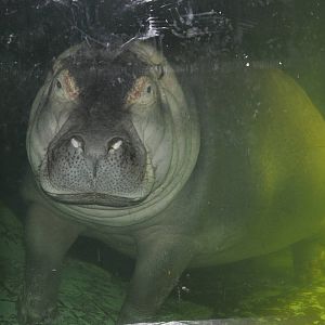 Hippopotamus/ Hippopotamus amphibius