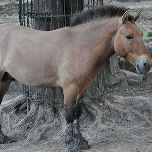Przewalski`s wild horse/ Equus caballus przewalskii