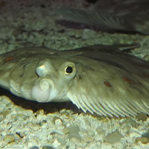 Sp? at SEA LIFE Blackpool 30/06/12