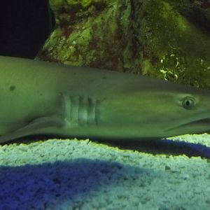 White-tipped Reef Shark at SEA LIFE Blackpool 30/06/12