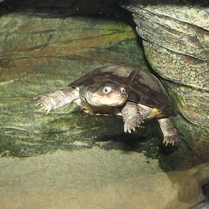 Mask Turtle at SEA LIFE Blackpool 30/06/12
