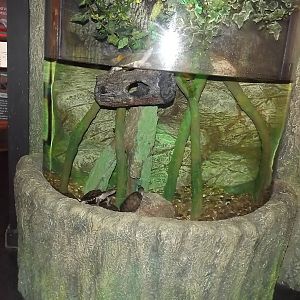 Turtle exhibit at SEA LIFE Blackpool 30/06/12