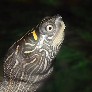 Mississippi Map Turtle at SEA LIFE Blackpool 30/06/12