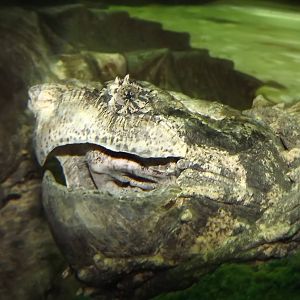 Common Snapping Turtle at SEA LIFE Blackpool 30/06/12